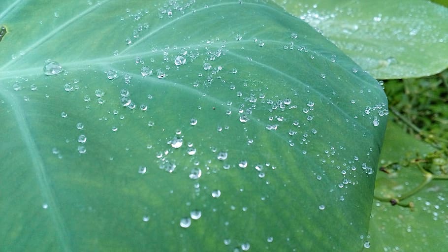 water drops, beautiful, awesome, water, drop, wet, leaf, green color, plant part, close-up