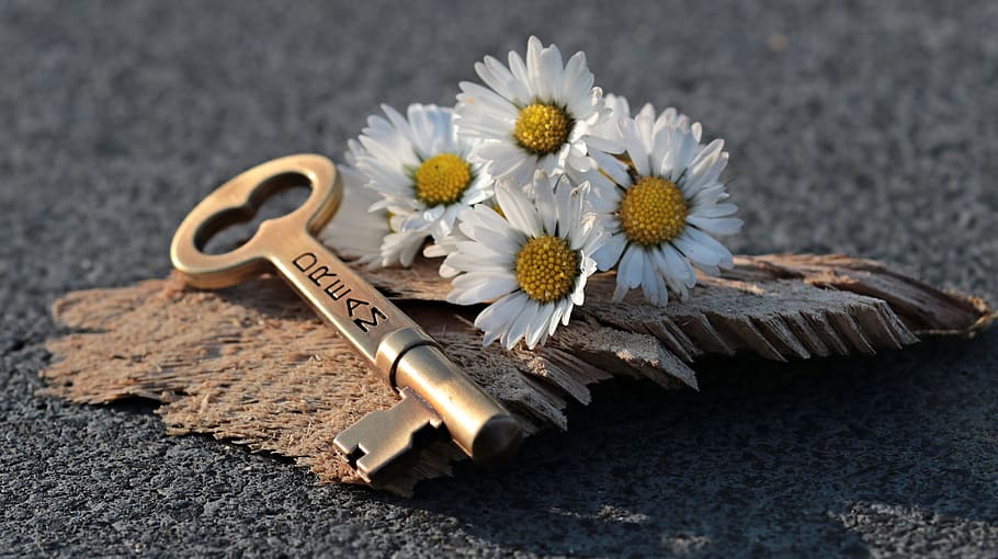 brown, dream skeleton, key, four, white, daisy flowers, heart, daisy, love, wood