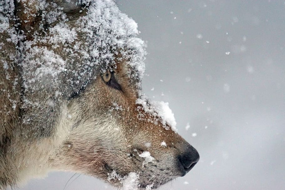 close-up, wolf, face, covered, snow, predator, eurasian wolf, pack animal, wolf head, winter