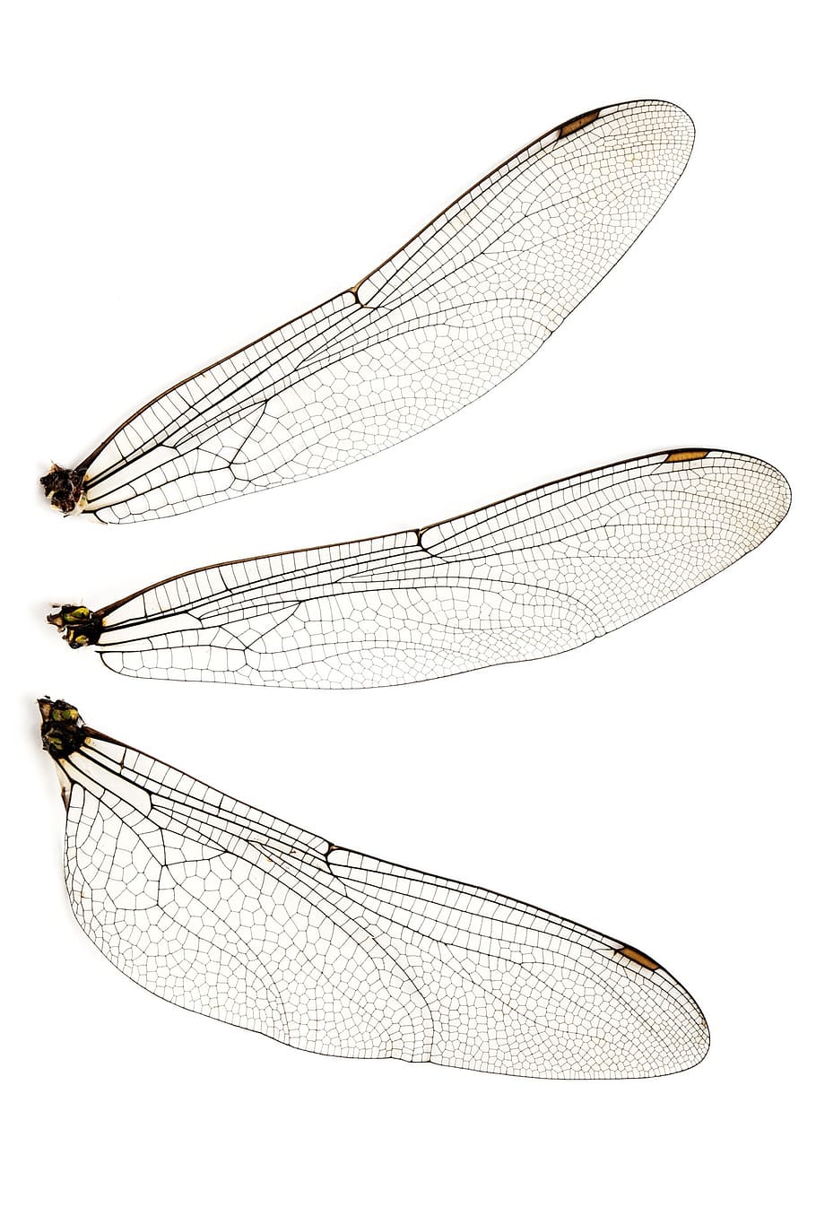 three insect wings, bug, close-up, dragonfly, fly, fragile, insect, isolated, texture, white