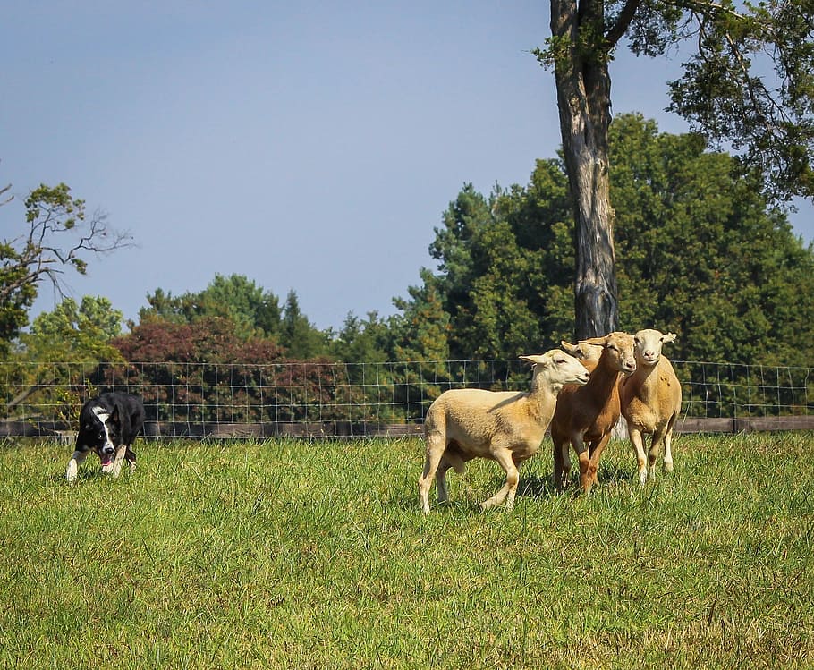 three, brown, goats, grass field, black, white, dog, blue, sky, border collie