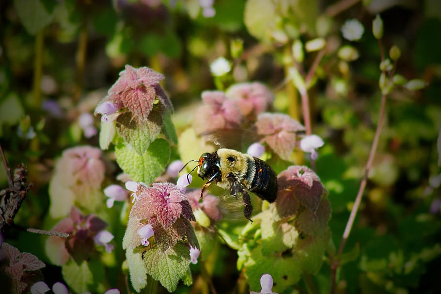 bumble bee, bees, pollen, flowers, flight, garden, springtime, allergy, animal, animal themes