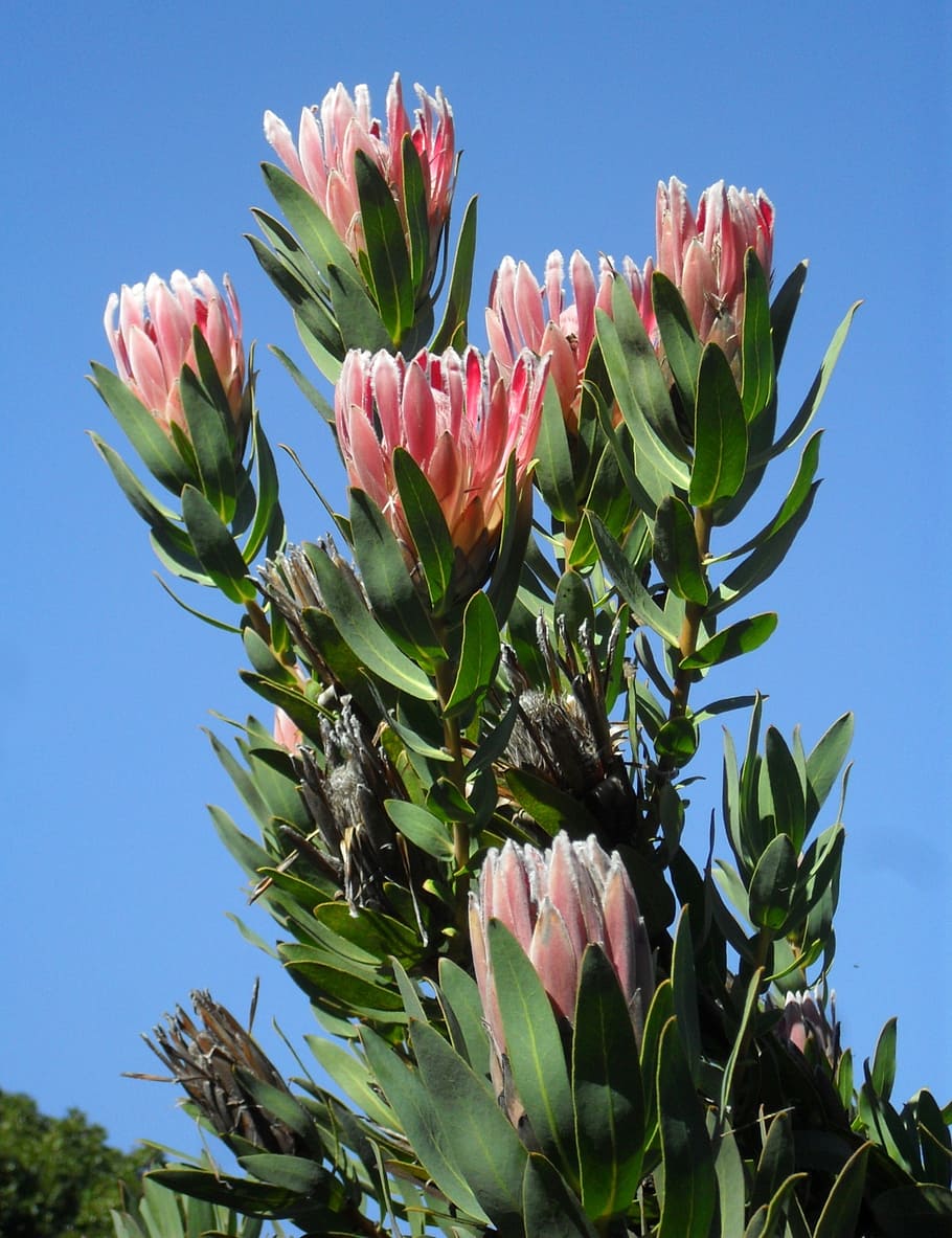 pink, flowers plant, blue, sky, daytime, protea, flowers, flora, blossom, floral