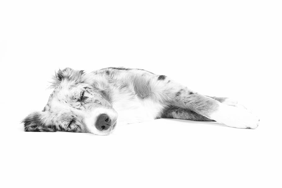 cachorro de pastor australiano, dibujo, perro, acostado, dormir, relajarse, blanco y negro, mascotas, animales, mamíferos