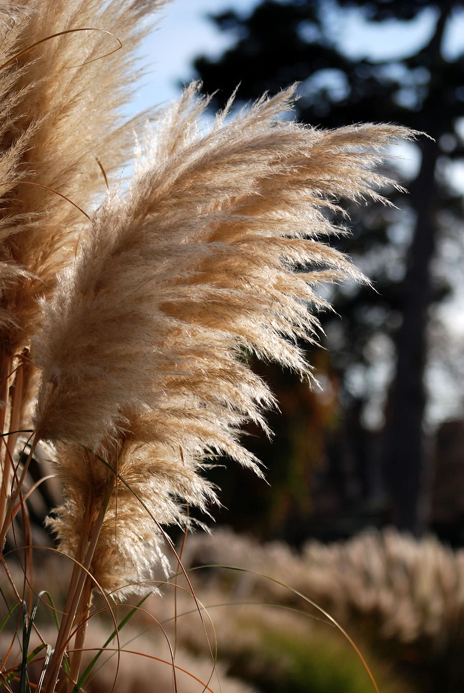 pampas, ornamental grass, natural, close-up, feathery, tall grass, plant, focus on foreground, nature, growth
