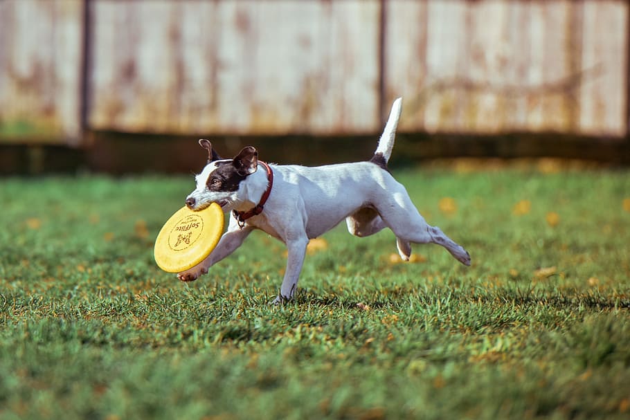 short-coated, white, black, dog, yellow, frisbee disc, mouth, adorable, animal, canine