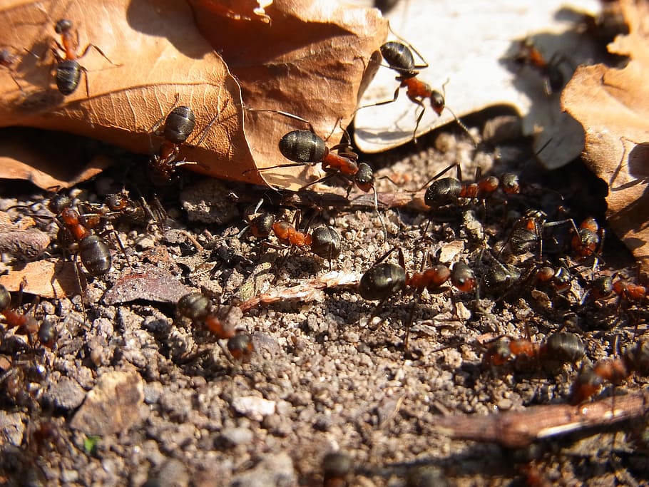 Insecto, himenópteros, rojo, hormiga de madera, hormiga, hormiga de madera roja, formica rufa, bosque, animal, naturaleza