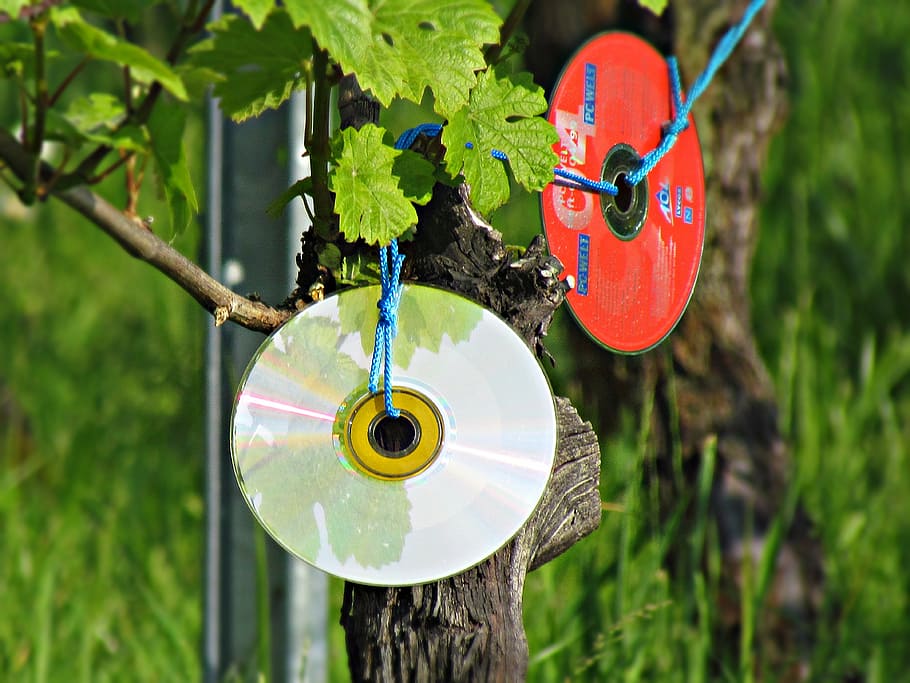 motherboard, cd, reflection, cd rom, plant, tree, focus on foreground, nature, day, hanging