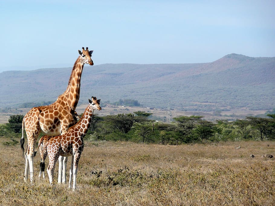 風景写真, 2, キリン, 立っている, 地面, ケニア, キジオ, アフリカ, 動物, 野生動物