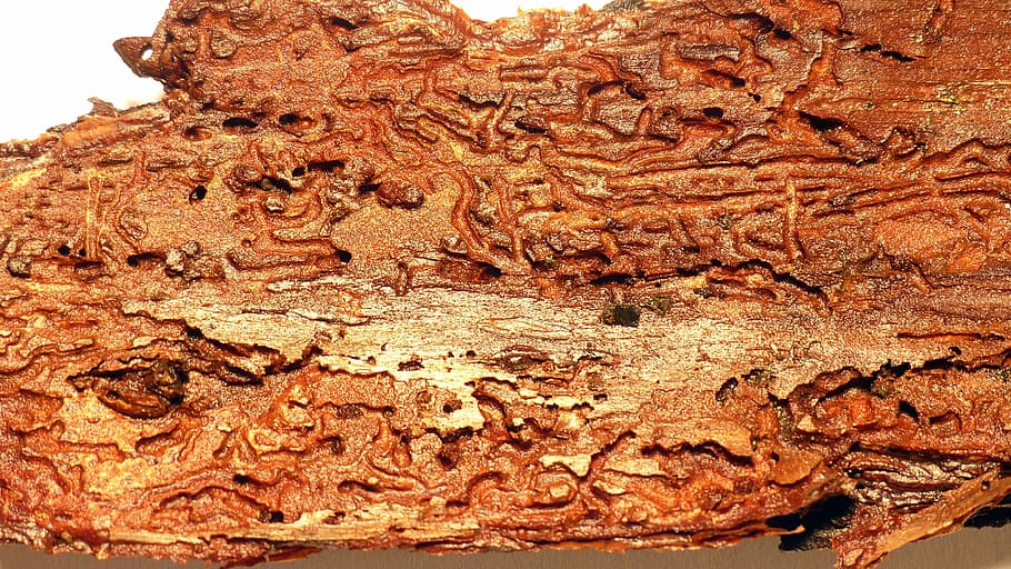 wood, bark, wood worm, beetle, structure, tree bark, feeding, close-up, brown, food