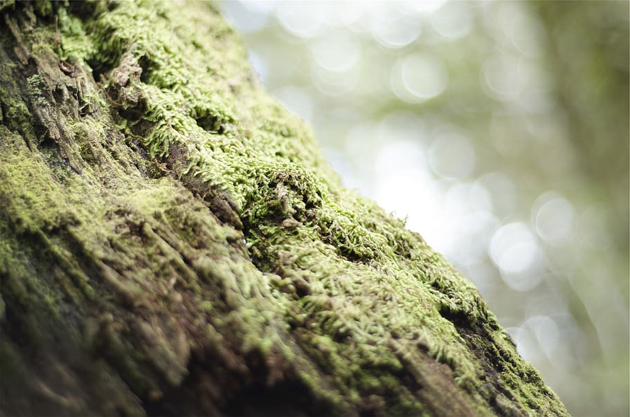 green, moss, selective focus, close-up, tree trunk, plant, trunk, tree, green color, focus on foreground