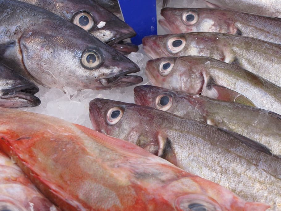 raw, gray, red, fish, ice, herring, smoked, animal, fresh, food