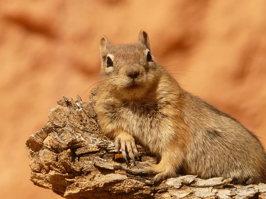 squirrel, laying, wood, golden mantled ground squirrel, spermophilus lateralis, croissant, family sciuridae, cute, nager, fur