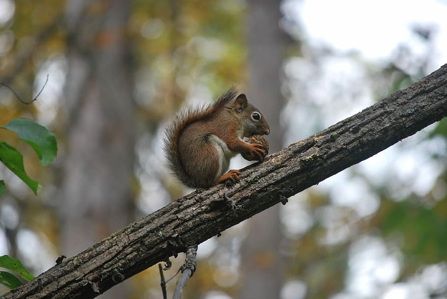 Squirrel, Nature, Eating, Wildlife, Cute, animal, brown, forest, woods, tree