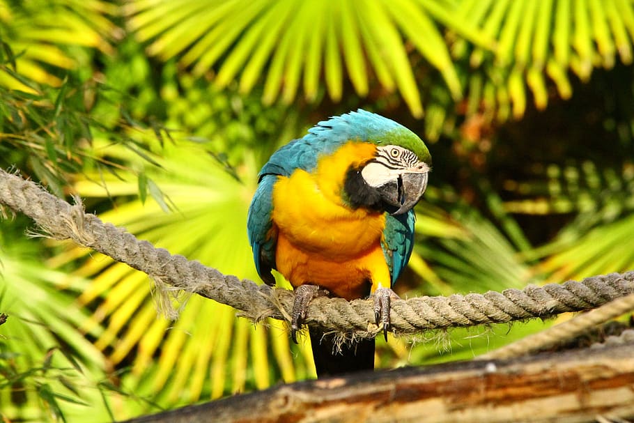 ara, bird, parrot, colorful, plumage, nature, animal, animal themes, animal wildlife, animals in the wild
