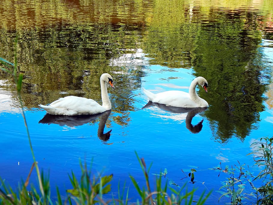 bela reflexão, cisne, água, reflexão, natureza, lago, pássaro, branco, azul, animais selvagens