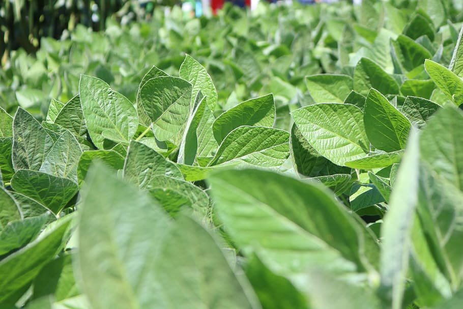 leaf, plant, vegetable, food, nature, soybeans, soy planting, open field, plant part, green color