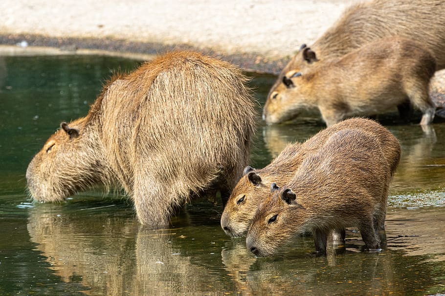 capybara, rodent, mammal, animal, animal world, nager, herbivores, zoo, south america, animal wildlife