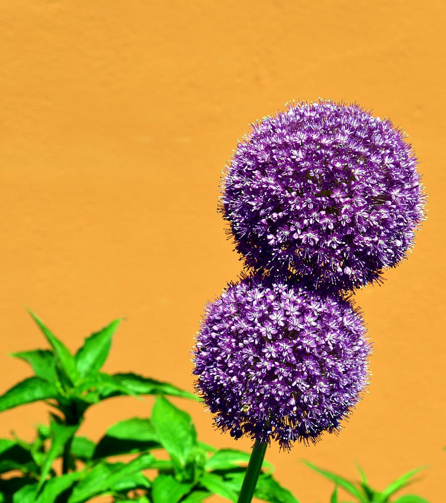 cebolla ornamental, temprano, violeta, naturaleza, allium, púrpura, flor de cebolla, sphaerocephalon, flor, bloom