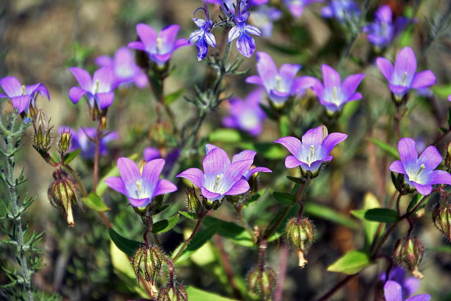 wildflowers, the bluebells, spring, nature, flora, purple flowers, macro, petals, plant, vibrant colors