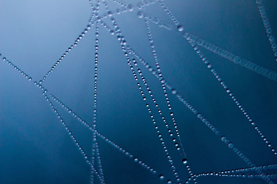 selective, focus photography, dew, spider web, dark, macro, morning dew, blue, abstract, close-up