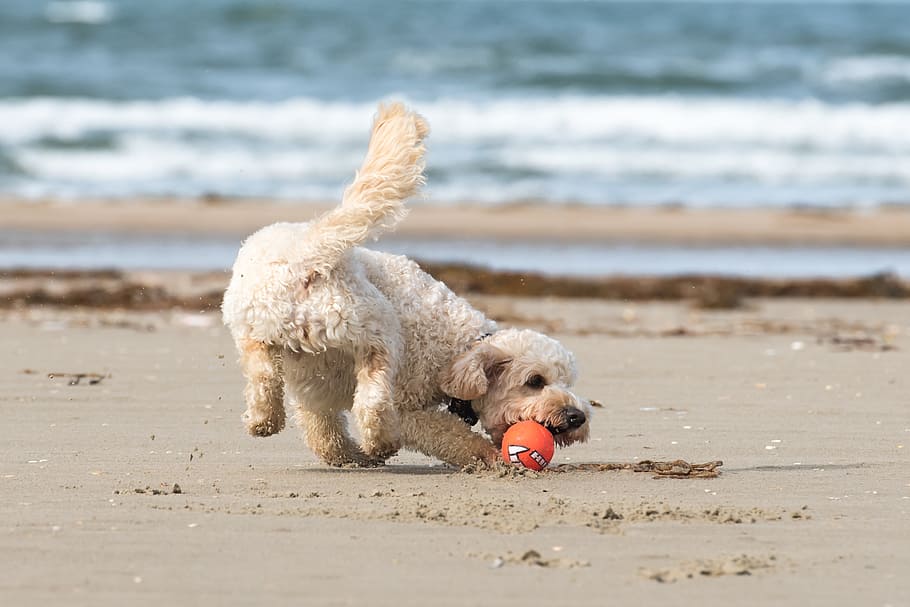 poodle, playing, ball, seashore, beach, north sea, most beach, sea, coast, summer