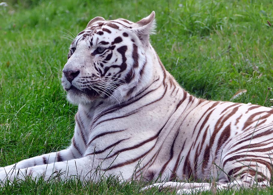 tiger, lying, grass field, cat, white, animal, nature, wild, wildlife, mammal