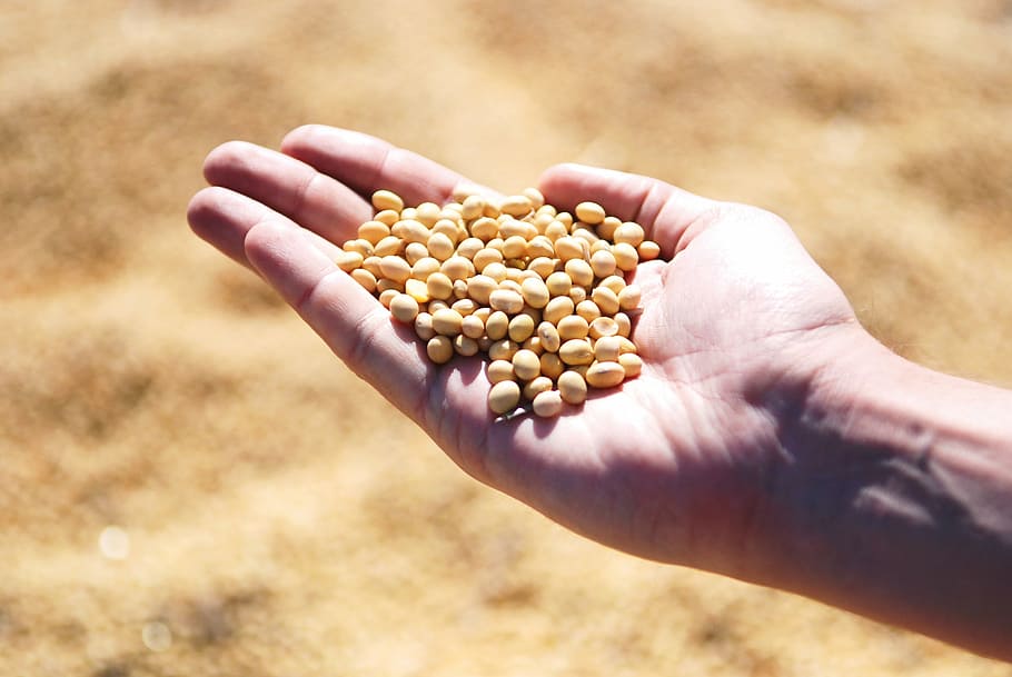 person holding letils, soybean, hand, agro, harvest, seeds, leguminous, human hand, food and drink, agriculture
