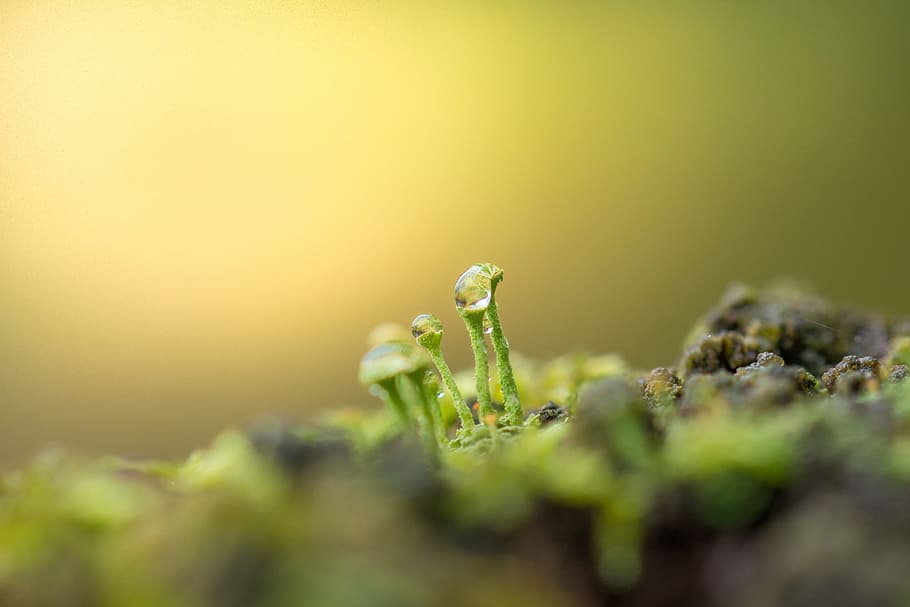 moss, tiny, macro, macro photography, autumn datailaufnahme, forest, selective focus, close-up, plant, green color