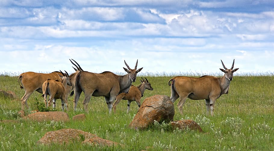 herb, deer, field, grass, eland, antelope, buck, animal, wildlife, africa