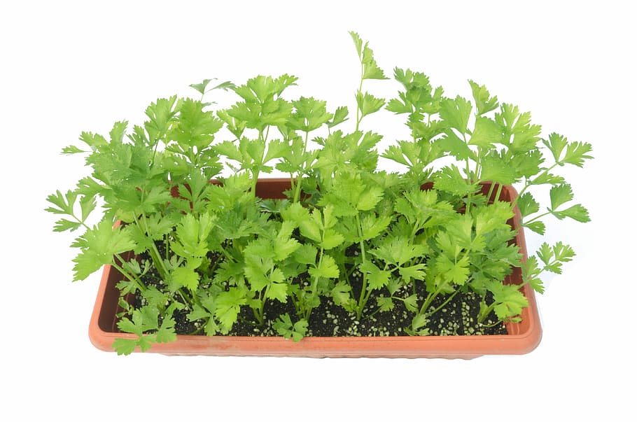 Celery, Potted Plants, green, green color, white background, studio shot, growth, herbal medicine, plant, plant part