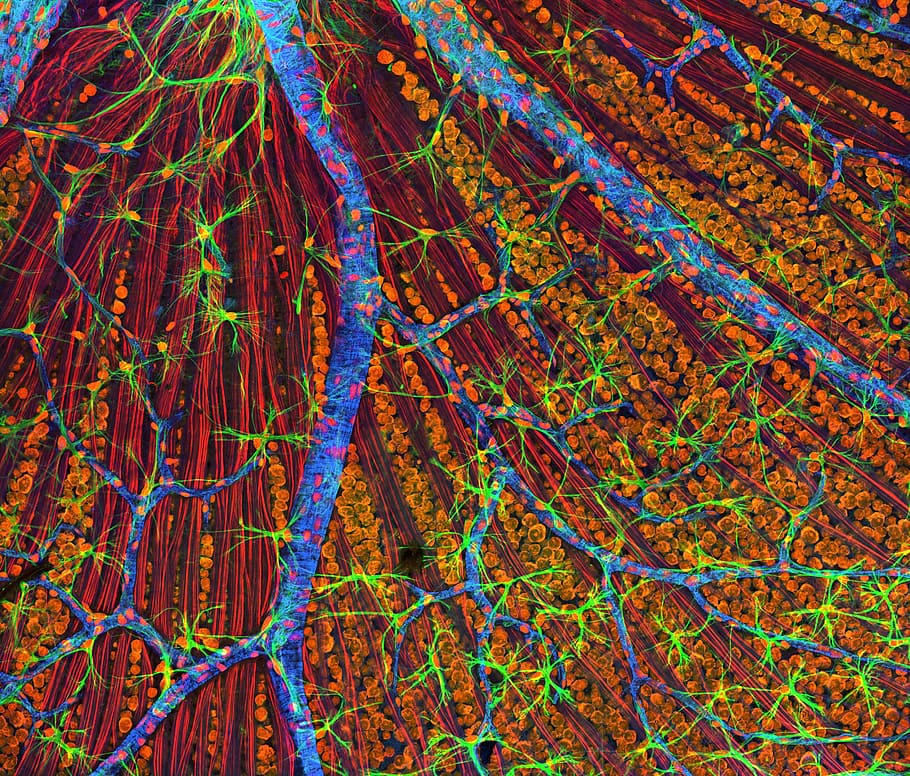 azul, verde, marrom, resumo, pintura, células, microscópio eletrônico, manchado, retina de rato, camada de fibra óptica