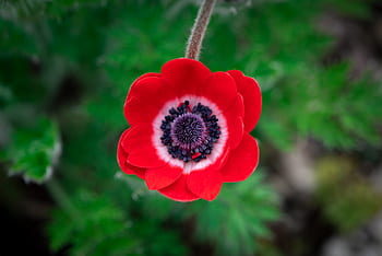 Fotos flores anémonas libres de regalías | Pxfuel