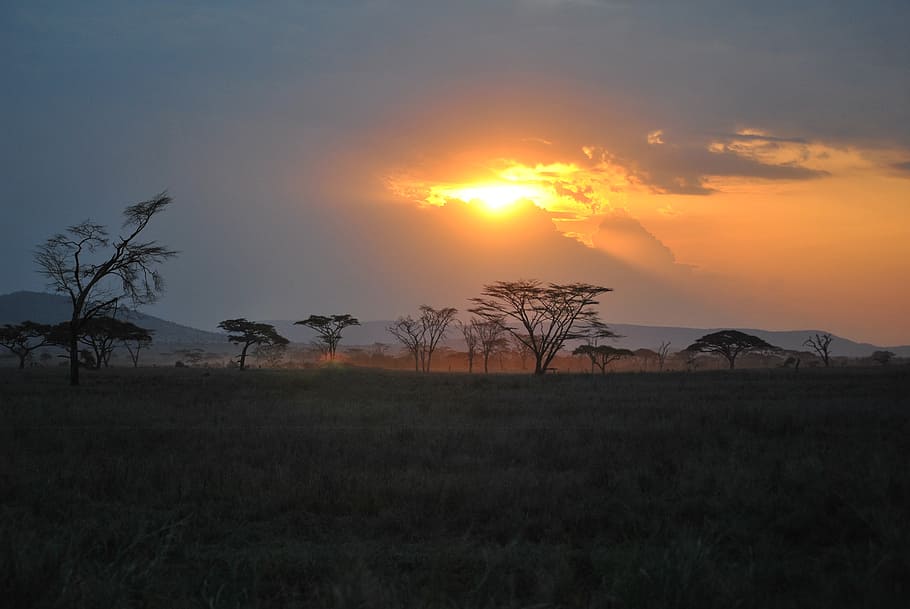 áfrica, tanzania, parque nacional, safari, serengeti, puesta de sol, resplandor crepuscular, cielo, planta, medio ambiente