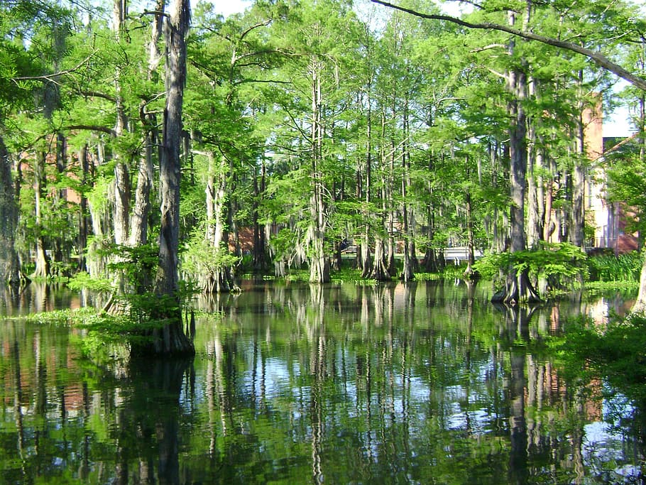 swamp on forest, swamp, cypress lake, water, landscape, louisiana, usa, marsh, outdoors, scenic