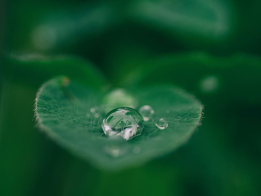 液滴, 水マクロ写真, 緑, 葉, 植物, 自然, ウェット, 雨, 水, 滴