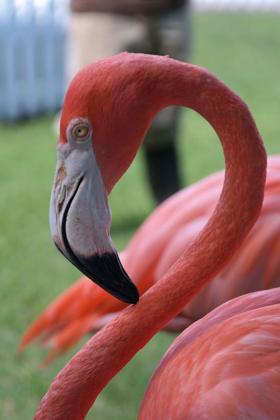flamingo, portrait, pink, bird, bill, head, animal, animal world, nature, neck