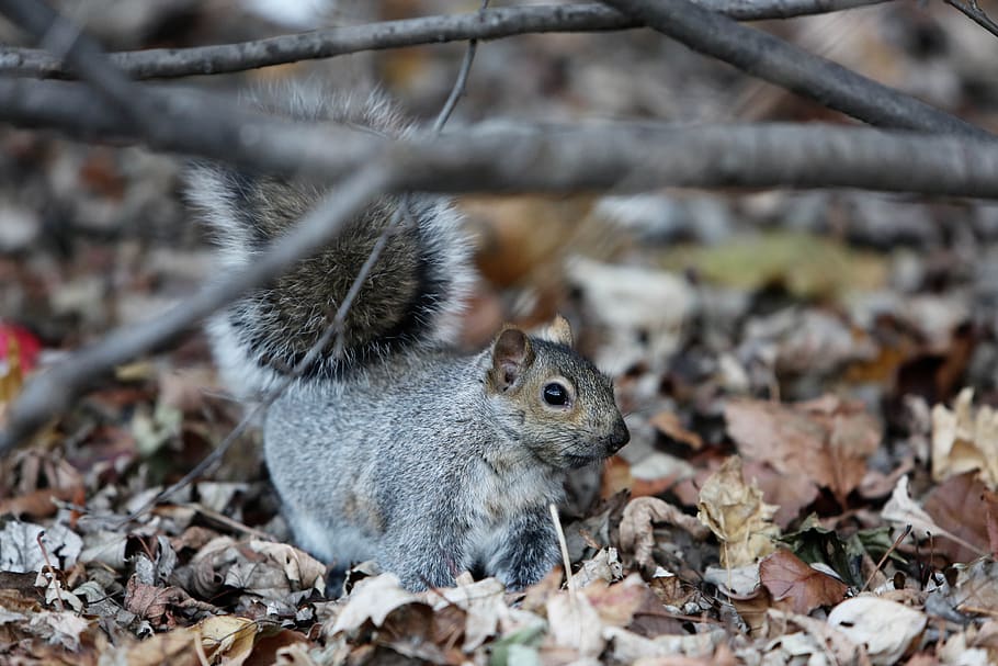squirrel, animal, leaves, woods, forest, nature, branches, animal wildlife, animal themes, one animal
