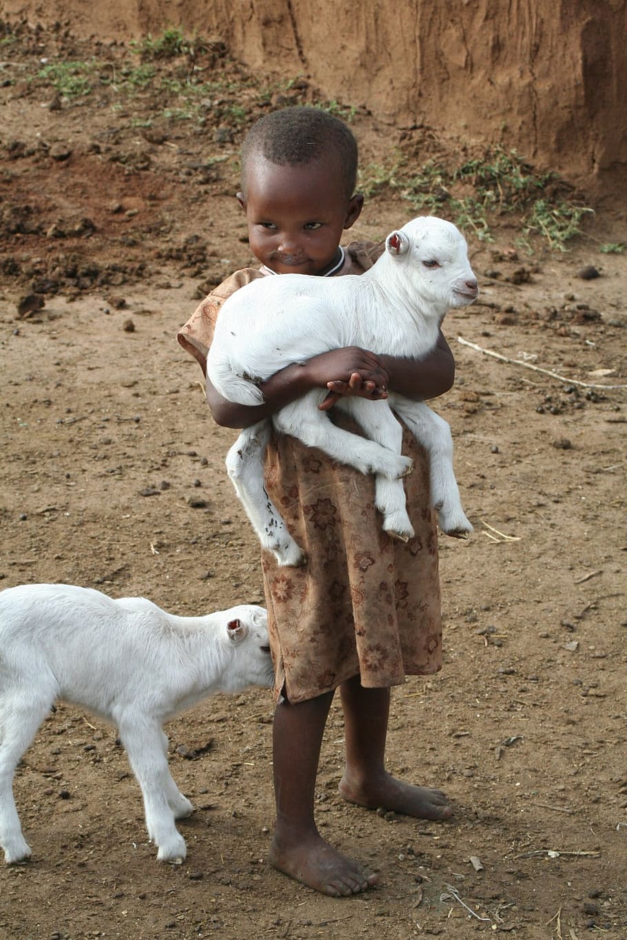 toddler, carrying, white, goat kid, child, africa, lamb, kenya, people, poverty