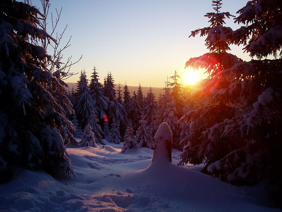 winter sun, wintry, cold, tree, winter, plant, sky, snow, cold temperature, sunset