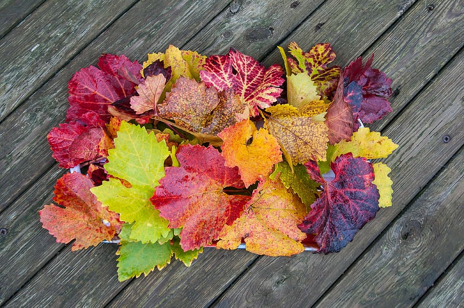 hojas de arce de colores variados, otoño, follaje de otoño, otoño dorado, hojas en otoño, rojo, amarillo, hojas, vid, colorido