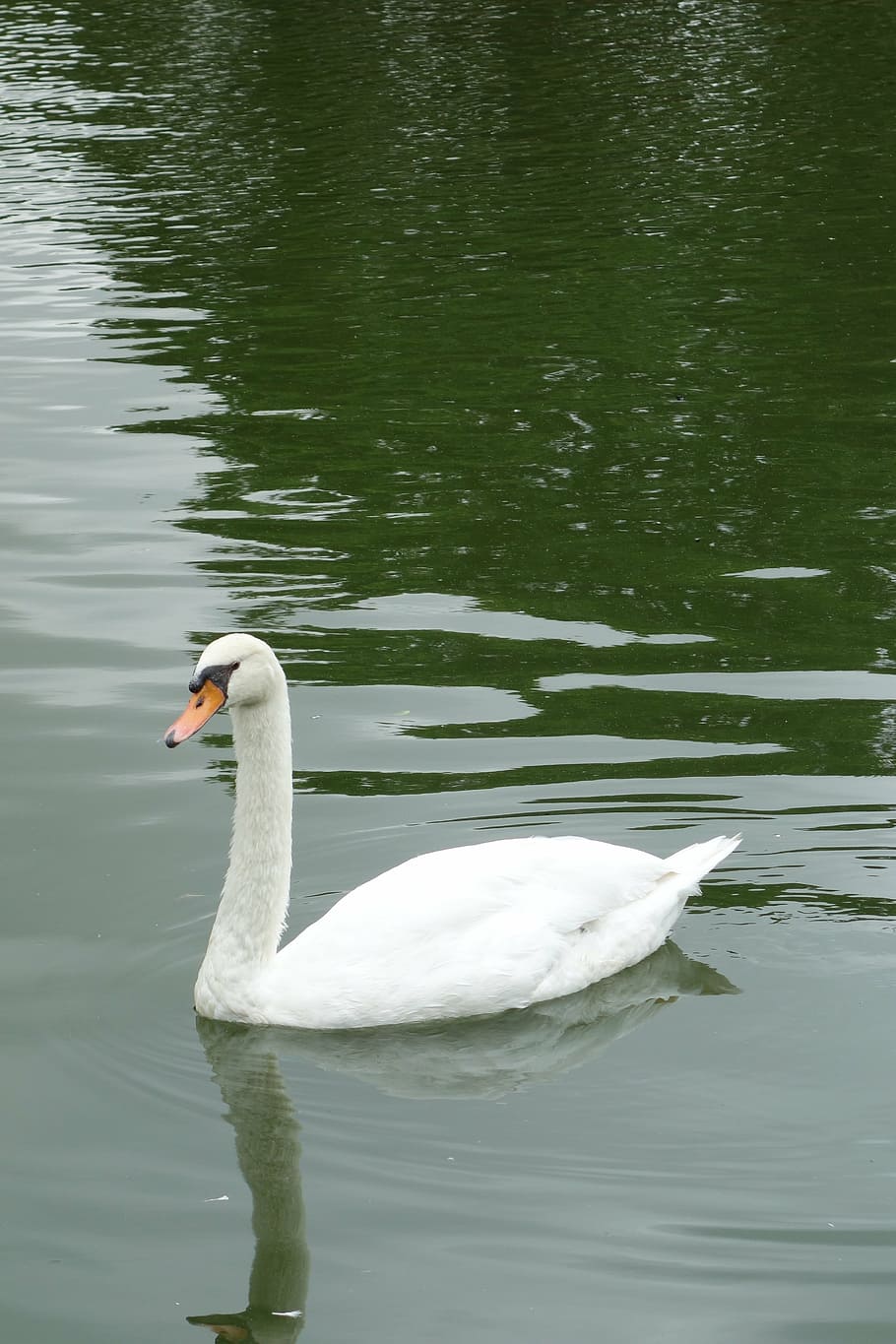 swan, park, sao paulo, water, lake, bird, animals in the wild, vertebrate, animal themes, swimming