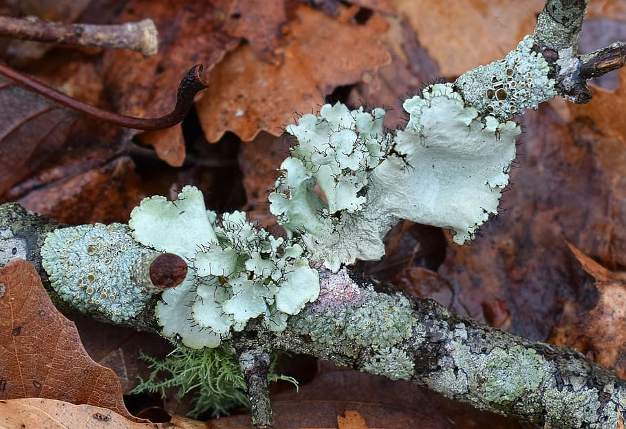 lichens on forest floor, assorted lichens, hairy, forest floor, forest, woods, nature, symbiotic, cyanobacteria, fungi