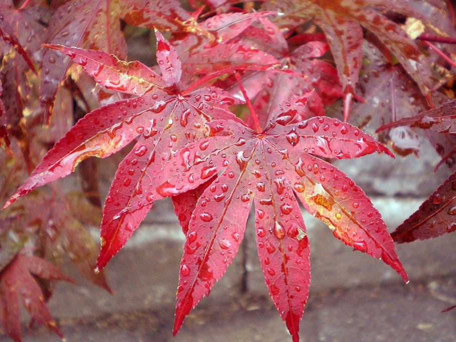 japanese maple, leaf, raindrops, red, maple, tree, japanese, leaves, nature, garden