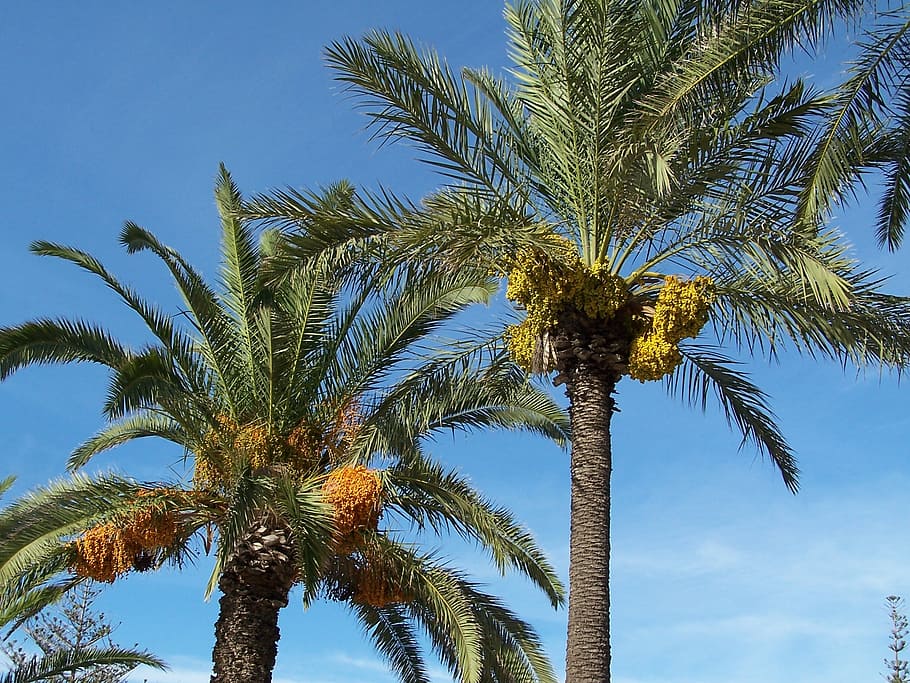 date palm, date, palm, tree, fruit, exotic, mediterranean, flora, malta, gozo
