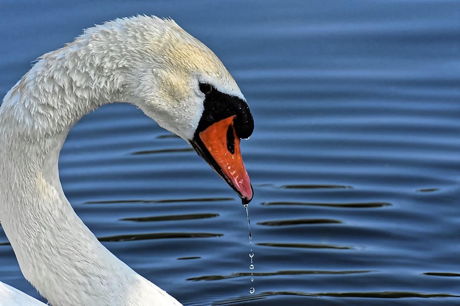 swan, elegant, noble, plumage, white, beautiful, drop of water, water bird, poultry, birds