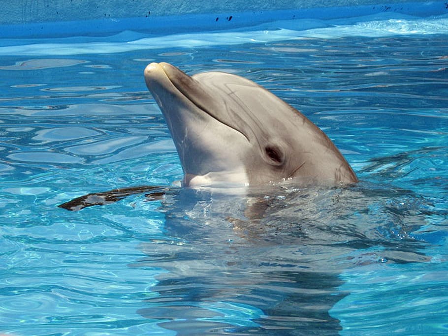 delfín, cuerpo, agua, durante el día, mamífero, animal, marino, mar, submarino, vida silvestre