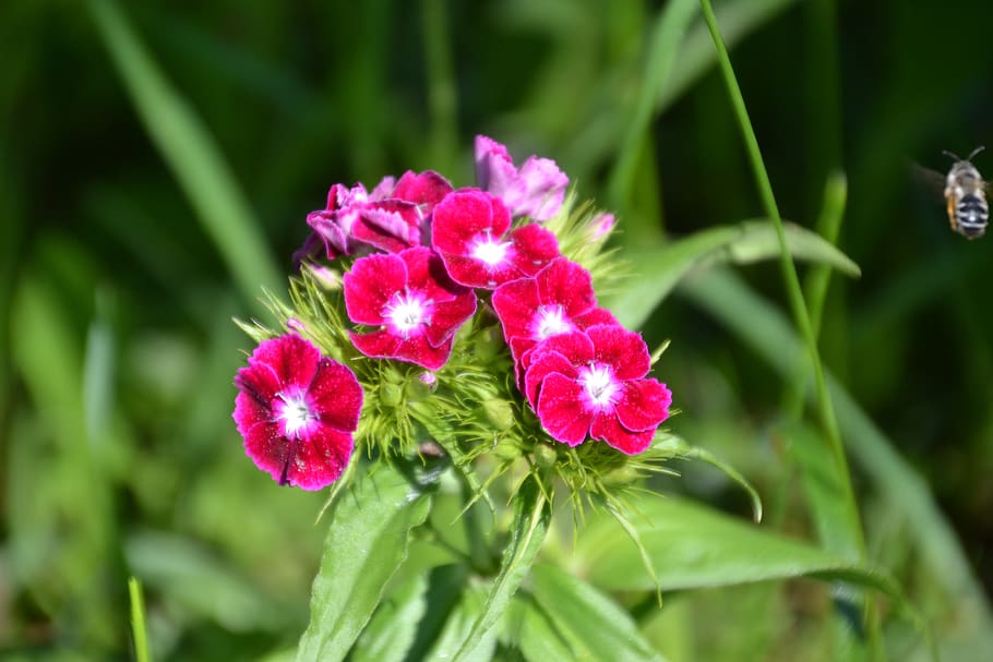 bart cloves, cloves, dianthus, pink, blossom, bloom, dianthus barbatus, insect, bee, approach