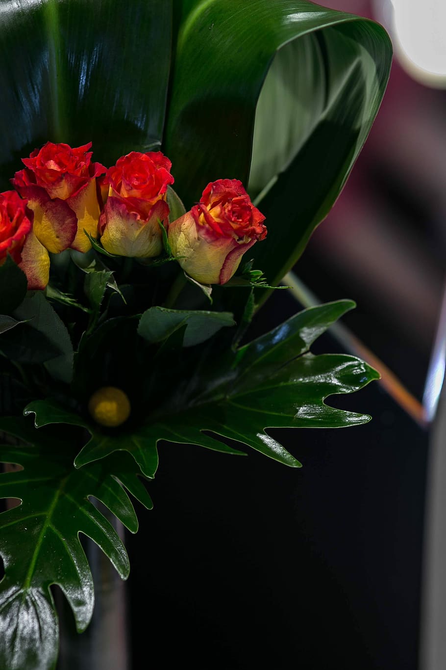 little, red, yellow, roses, Close-up, little red, yellow roses, flower, rose, flora