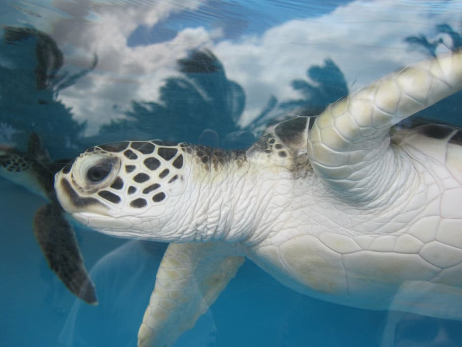 closeup, foto, hitam, putih, kura-kura, kura-kura laut, hawai, akuarium, bawah air, alam
